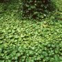 Hedera hibernica kan ook als bodembedekker